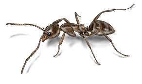 arizona ant species learn the types of ants in arizona