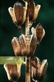 We did not find results for: Cardiocrinum Gigante Stock Photo By Dave Zubraski Image 0048352