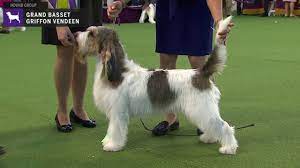 Grand basset griffon vendéen (de); Grand Basset Griffon Vendeens Breed Judging 2020 Youtube