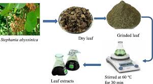 Image result for Stephania abyssinica