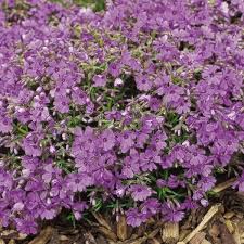 Polster Phlox Violett 9 Cm Topf Mit Bildern Pflanzen