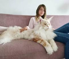 Please write us at shadowlynxcat@gmail.com. Meet The Maine Coon Cat Who S Taking The Internet By Storm