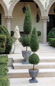 Image result for spiral cut juniper trees