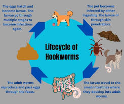 Image result for Hookworm