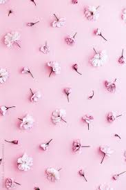 Cherry Blossom Background By Ruth Black Pink Flowers Wallpaper Cherry Blossom Background Pastel Pink Wallpaper