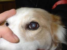 Cloudy Eyes In Dogs Is It Cataracts Or Something Else Dogs Eyes Problems Cataracts In Dogs Dogs