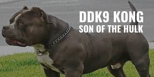 Here are some puppy pictures from past litters. Ddk9 Kong Son Of The Hulk Media Temperament Faqs