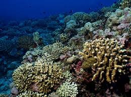 Icici bank offers coral credit cards that are loaded with useful features, benefits, and exciting rewards. Noaa S Coral Reef Conservation Program Crcp Who We Are