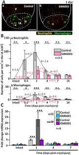 How many fish have heart chambers? Matrix Metalloproteinases Mmps Mediate Leukocyte Recruitment During The Inflammatory Phase Of Zebrafish Heart Regeneration Scientific Reports