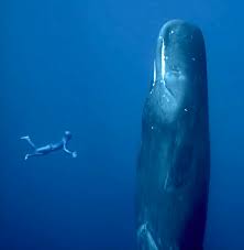 In their short film, one breath around the world, french free diving champion guillaume néry and his also free driver wife julie gautier, take viewers on an underwater odyssey across the globe. One Breath Around The World