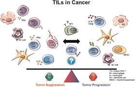 Tumor marker was slightly high at 45 (40 is the high end of normal). The Evaluation Of Tumor Infiltrating Lymphocytes Tils In Breast Cancer Recommendations By An International Tils Working Group 2014 Annals Of Oncology