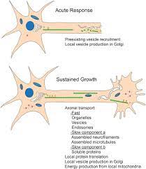 100% money back guarantee · no side effects · clinical studies backed Intrinsic Control Of Axon Regeneration Sciencedirect