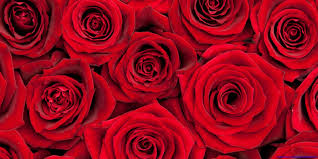 Valentines roses | valentines flowers. Valentines Day Mood Love Holiday Valentine Rose Roses Flowers Bouquet Wallpapers Hd Desktop And Mobile Backgrounds