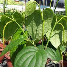 Some, such as grains of paradise, sichuan pepper, pink peppercorns and allspice resemble peppercorns but in fact are not as they are the berries of unrelated plants. Herb Plant Black Pepper Piper Nigrum èƒ¡æ¤' 25 55 Furniture Home Living Gardening Plants Seeds On Carousell
