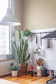 favorite plant display ideas