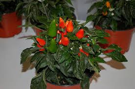 Image result for Capsicum annuum