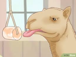 How many camels for your boyfriend? How To Care For A Camel With Pictures Wikihow