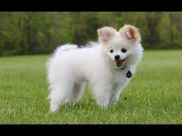 Pomchi weighs anywhere between 4 to 12 pounds. Cute Pomchi Puppies Chihuahua Pomeranian Mix Youtube