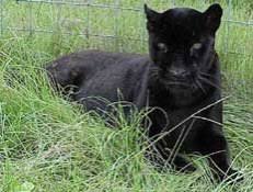 Usc kept its winning streak alive with a victory in the final midweek game of the regular season Black Panther Facts Big Cat Rescue