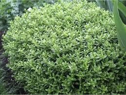Image result for shrubby veronica hebe