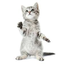 We offer daycare, lodging and grooming services! Veterinarian In Parker Near You Advanced Pet Care Of Parker