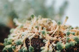 Image result for Asparagus aspergillus