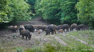 They are a hoot and i could see where a guy could get addicted too one; How To Pig Proof Your Farm Mossy Oak