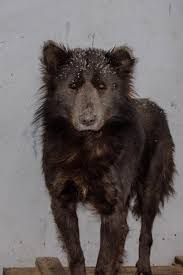 Mysterious Dog Like Creature With The Face Of A Tiny Bear Baffles Locals After Wandering Out Of A Russian Forest