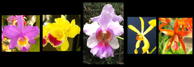 Image result for Orchidaceae