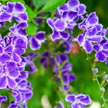 Image result for Duranta erecta