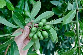 Image result for Artabotrys