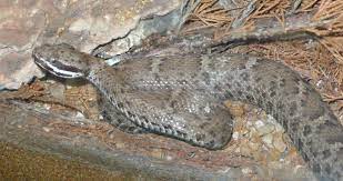 Populations also exist in the sierra de sanluis in northwestern chihuahua/northeastern sonora, mexico. Crotalus Willardi Wikipedia