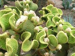 Hey i got cactus glochids from head to toe pretty much about 5 months ago and their still working there way out very painfully.i mean is it normal to get it soo tips on how to get them out. Las Aventuras Nasty Glochids