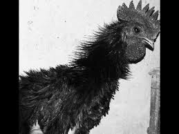 Ayam Cemani Walik Jago Keriting Bulu