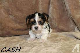 Check spelling or type a new query. Super Cute 6 Wk Old Parti Yorkies For Sale 4 Males Yorkie Puppy For Sale Biewer Yorkie Yorkies For Sale