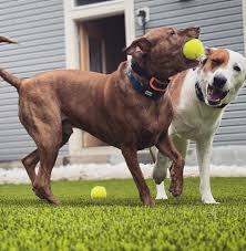 Maybe you would like to learn more about one of these? Artificial Turf In Connecticut Turf Pros Solution