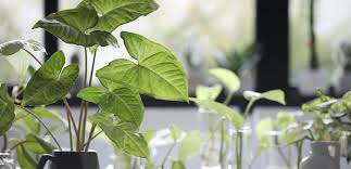 How to make indoor water garden from recycled materials//green plants.growing plants in water without soil, indoor hydroponic gardening.small freshwater gard. Grow An Indoor Water Garden Ted Lare Design Build