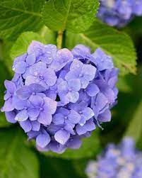 These Pretty Purple Flowers Go Way Beyond Lavender And Lilac Hydrangea Bloom Types Of Purple Flowers Hydrangea Purple