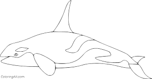 Kindergarteners will have a blast adding color to this adorable scene while strengthening their fine. Simple Killer Whale Coloring Page Coloringall