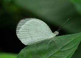 Image result for Nelsia quadrangula