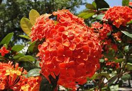 Hydrangeas are classified into different species depending on the type of flower, leaves, and growth pattern. Red Orange Hydrangeas Planting Hydrangeas Flower Pots Outdoor Budget Flowers