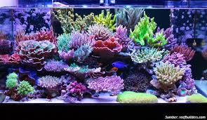 Di dalam dunia akuarium air laut, 'dosing' diperlukan ketika mengganti air (water change). Punya Aquarium Air Laut Pastikan 7 Hal Ini Sudah Terpenuhi