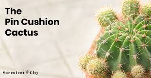 Today is the united states' 237th birthday. Mammillaria The Pincushion Cactus All About It
