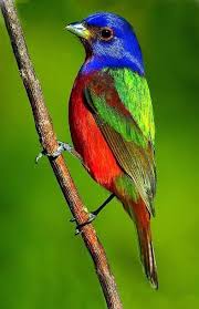 Birds Native To Oklahoma Painted Buntings Sightings Oklahoma Birds And Butterflies Cool Science And Nature Photography Beautiful Birds Painted Bunting Bird Pictures