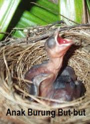 Cara melatih burung | bubut buat tmen2 yg masih bingung cara membuat burung menjadi jinak yuk saksikan vidio ini.dengan. Anim Agro Technology Burung But But Kehebatannya