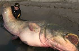 Freshwater fish lives in lakes, rivers, estuaries and ponds, differ from salt water fish in several respect. Record Of The Biggest Freshwater Fish Caught With A Fishing Rod Video Dailymotion