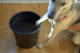 How To Soak A Dog S Feet In Epsom Salts Cuteness Dog Wound Care Dog Remedies Dog Health Tips