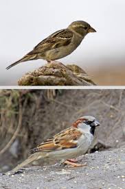 Small Gray Bird With Black And White Head House Sparrow Passer Domesticus Introduced To America In 1851 These Are Some Of Our Most Common Birds Males Have Gray House Sparrow Common Birds Birds
