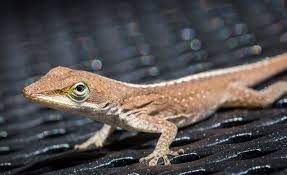 Green Anole Care Sheet Everything You Need To Know Everything Reptiles