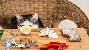 Kedilere Ev Yemegi Vermek Kedi Blog